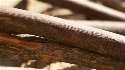 اندماج ضخم بقيمة 8.2 مليار دولار: رايونير + بوتلاتش ديلتيك يتحدان لتشكيل عملاق منتجات الخشب