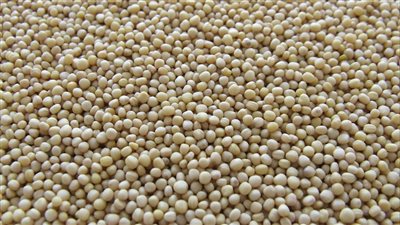 ارتفاع أسعار الحبوب وفول الصويا مع تركيز الأسواق على الصادرات والطقس في أمريكا الجنوبية