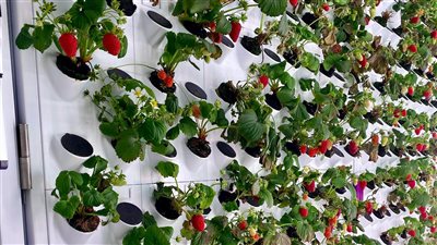 مشاريع الزراعة الحضرية المجتمعية تكتسب زخمًا في المدن الكثيفة