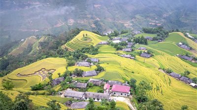 المزارع الصغيرة تعتمد روبوتات إزالة الأعشاب الآلية لتعويض نقص اليد العاملة