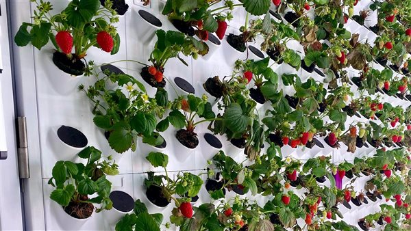 ومضة الاقتصادي