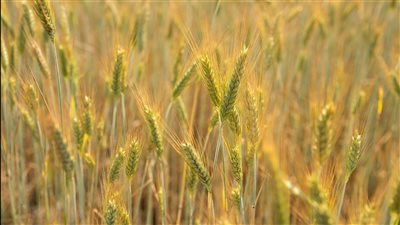 ومضة الاقتصادي